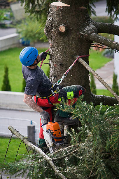 Best Tree Removal  in St Francis, MN