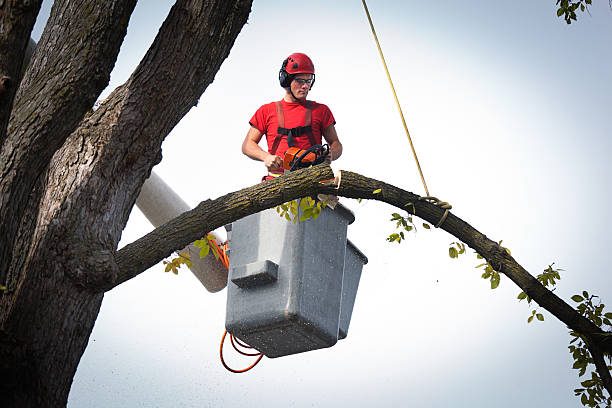  St Francis, MN Tree Removal Pros