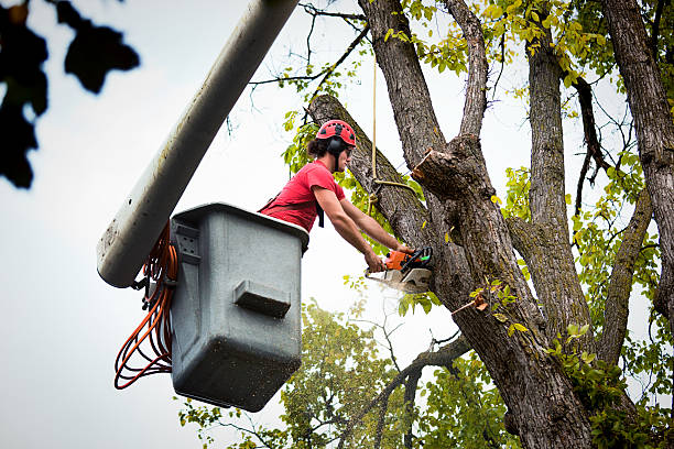 How Our Tree Care Process Works  in  St Francis, MN